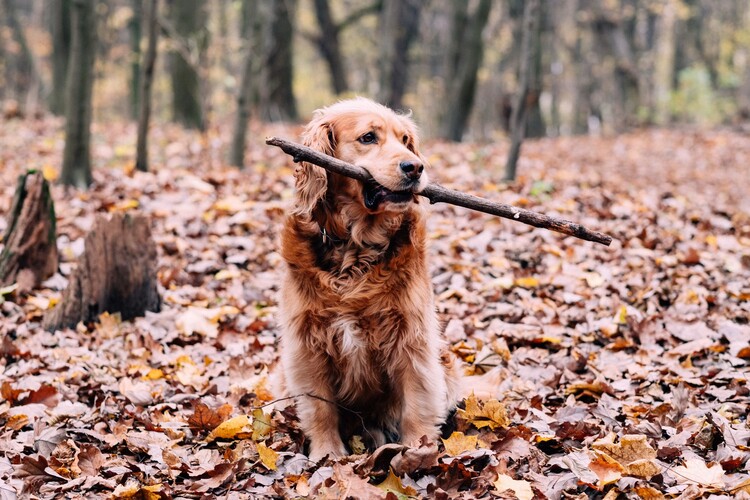 A photo of Barry in the wood