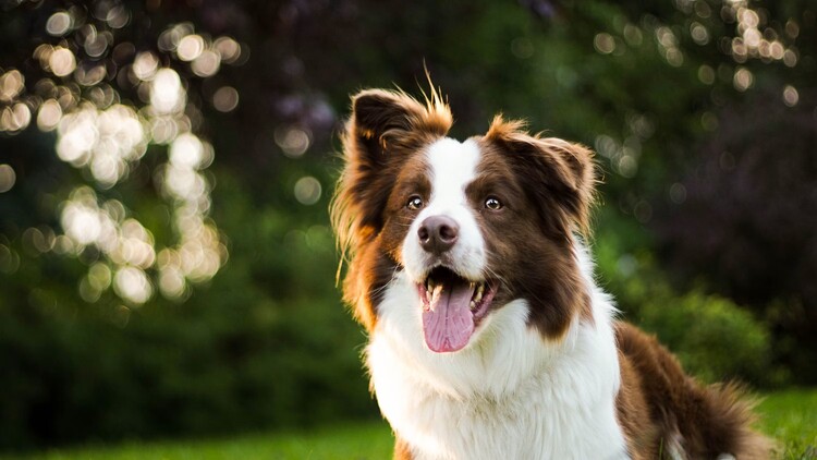 A photo of a dog