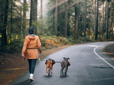 A photo of a woman walking two dogs