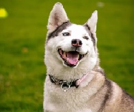 A photo of a dog named Geode